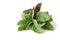 Leaves of green and red amaranth on a white background. Ingredients for cooking recipes and dishes.