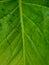 The leaves of this green taro tree give off a gradation of color when exposed to rain