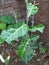 The leaves of the green wild plant were eaten by the larvae