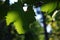 Leaves of green wineyards in Tuscany, Chianti, Italy