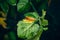 The leaves of a growing tomato are infected with phytophthora close-up. Withered dry leaves of vegetable crops in the garden.