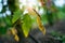 The leaves of a growing tomato are infected with phytophthora close-up. Withered dry leaves of vegetable crops in the garden.