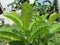 The leaves of the guava plant look fresh and green