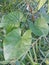 Leaves- heart shaped native creeper plant