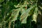 Leaves of a horse chestnut damaged by the leaf miner Cameraria ohridella