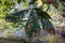 Leaves of the horse chestnut tree turning colour in autumn, photographed in woodlands near Maidstone in Kent UK.