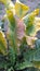 Leaves of horseradish plants