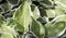 Leaves of the hybrid white-bordered garden Hosta close-up