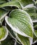 Leaves of hybrid white-bordered garden Hosta with water drops after rain close-up