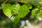 Leaves of hydrangea, a common ornamental plant