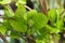 Leaves of hydrangea, a common ornamental plant