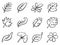 Leaves icon set. Calligraphy style.