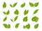 Leaves icons. Young green leaves trees and plants various shapes, herbal tea leaf eco, bio foliage landscaping