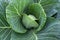 Leaves of immature cabbage in the garden