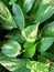 The leaves of the ivory betel plant