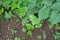 LEAVES OF IVY AND CAPE GOOSEBERRY IN THE GARDEN