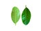 Leaves of jackfruit trees on a white background