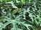 The leaves of the Japanese papaya tree can be used as a herbal plant