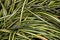 Leaves of Japanese Sedge