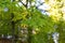 Leaves of japanese zelkova serrata in park with sun light