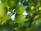 Leaves kaffir lime, Leech Lime Citrus hystrix DC Scientific name rough skin green vegetable on tree in garden nature background