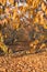 leaves laying on the ground and trees with yellow leaves covering them