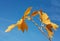 Leaves leaf yellow brown branch twing on blue autumnal sky in sunny day