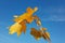 Leaves leaf yellow brown branch twing on blue autumnal sky in sunny day