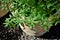 The leaves of Leucophyllum frutescens growing in the pot in the backyard