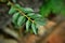 The leaves of Ligustrum sinense in the yard