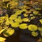 Leaves lily in the pond illuminated by the sun