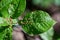 Leaves with lime gall mite (Eriophyes tiliae) selective focus