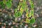 Leaves of a male katsura tree