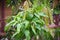 Leaves of mango plant tree