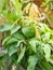 Leaves of mango plant tree