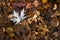 Leaves of maple, beech, oak on forest floor in the fall