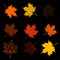 Leaves of maple tree collection