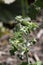Leaves of a marrubium vulgare or white horehound plant