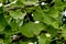 Leaves of the medicinal plant Gingko on a Gingko tree in summer, Gingko biloba