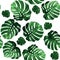 Leaves monstera