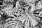 Leaves of Monstera deliciosa, the fruit salad plant, in black and white