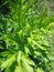 Leaves of mugwort