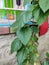 Leaves of mulberry plant female 