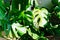 The leaves of Munstera delicacy. houseplant. Monstera