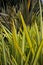 Leaves of new zealand flax phormium agavaceae tanax dark ddelight