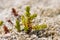 Leaves of nordic berry Black Crowberry. Close view.