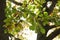 Leaves of oaks illuminated by sunlight - In autum