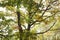 Leaves of oaks illuminated by sunlight - In autum