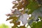 The leaves of an old maple tree in the city Park. sick, weak leaves are in holes and spots in the fall.