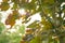 The leaves of an old maple tree in the city Park. sick, weak leaves are in holes and spots in the fall.